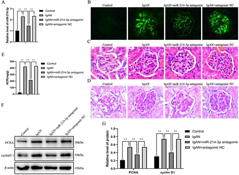 Int J Biol Sci Image