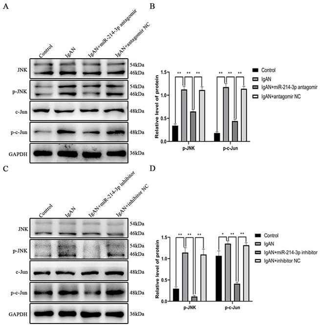 Int J Biol Sci Image