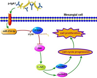 Int J Biol Sci Image