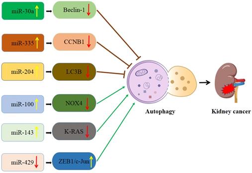 Int J Biol Sci Image