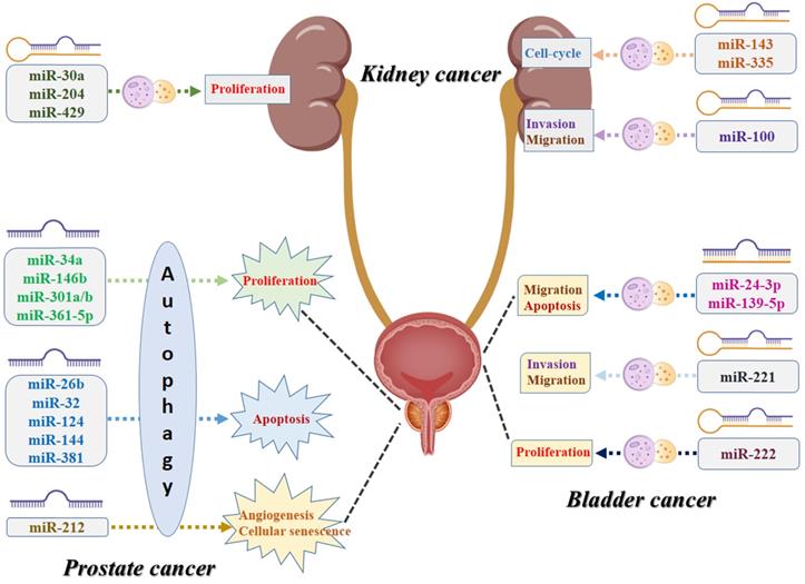 Int J Biol Sci Image