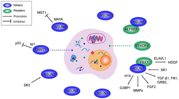 Int J Biol Sci Image