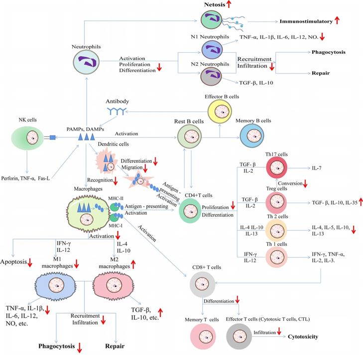 Int J Biol Sci Image