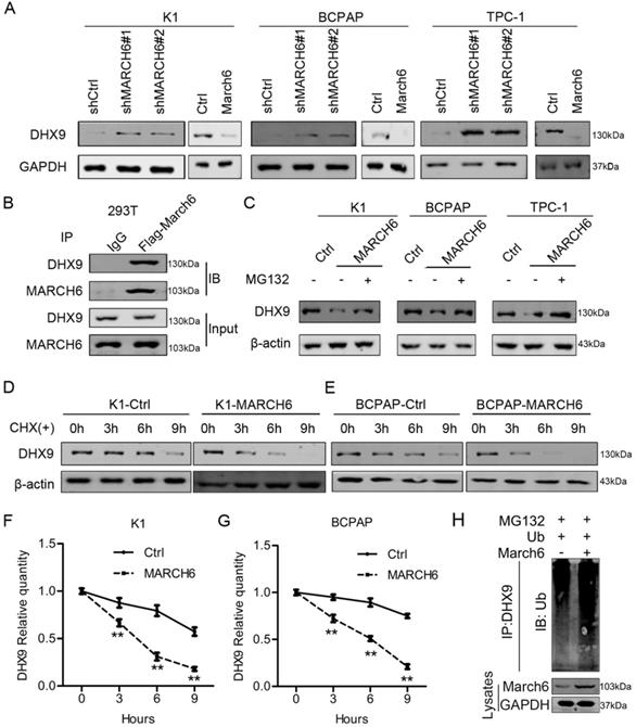 Int J Biol Sci Image