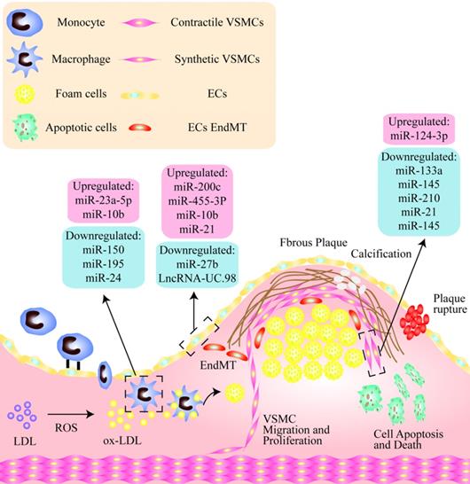 Int J Biol Sci Image