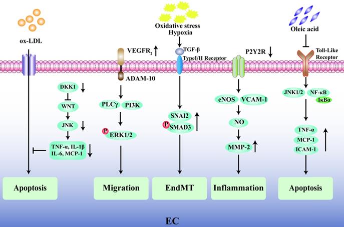 Int J Biol Sci Image