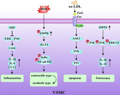 Int J Biol Sci Image