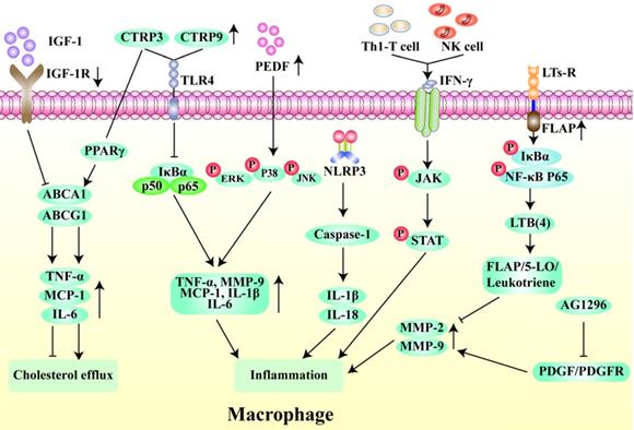 Int J Biol Sci Image