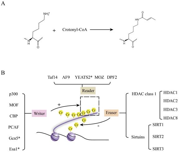 Int J Biol Sci Image