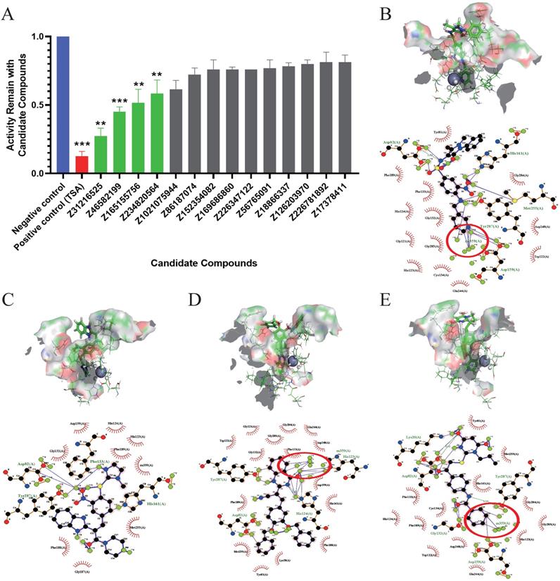 Int J Biol Sci Image