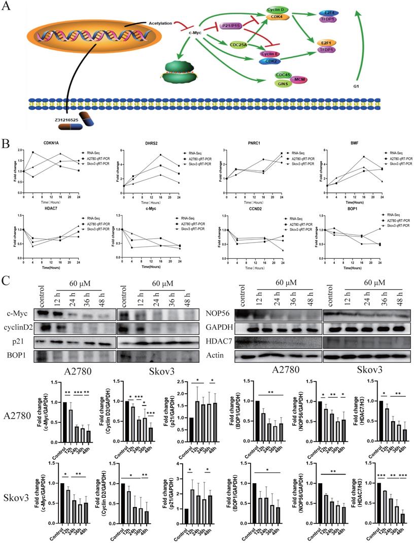 Int J Biol Sci Image