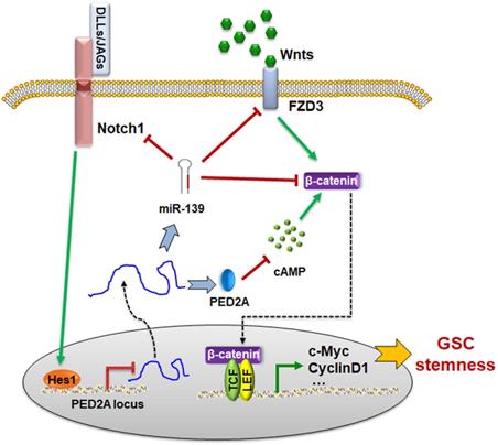 Int J Biol Sci Image