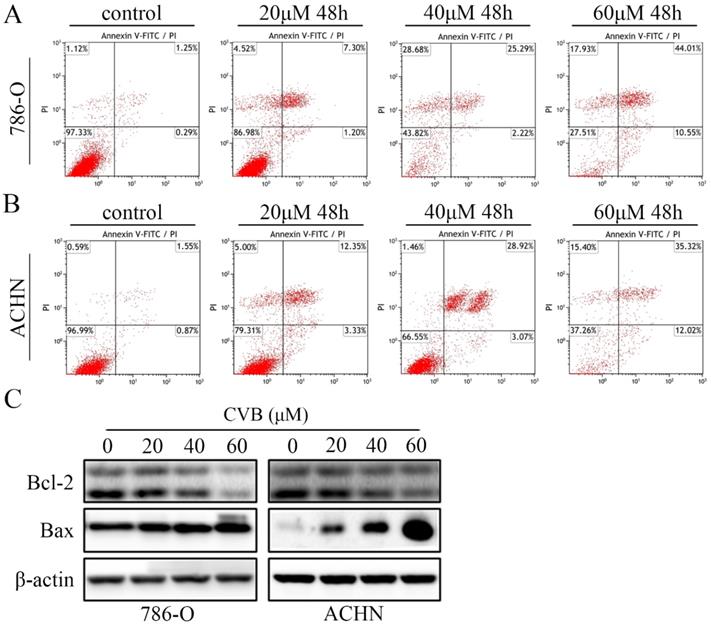 Int J Biol Sci Image