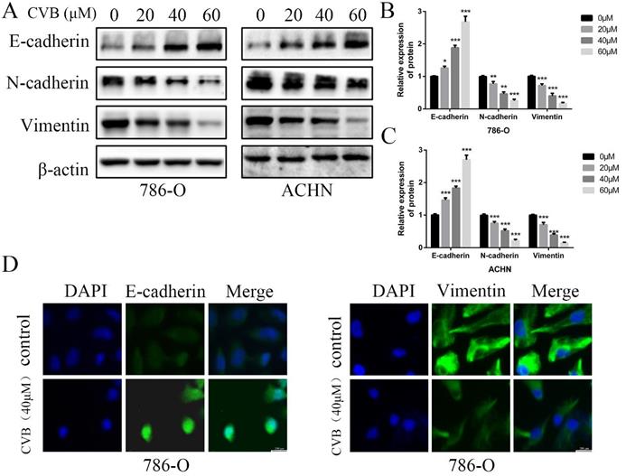 Int J Biol Sci Image