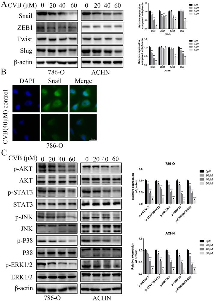 Int J Biol Sci Image