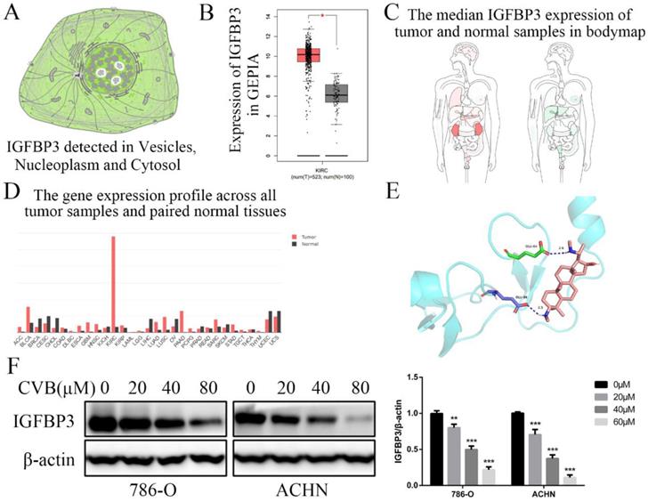 Int J Biol Sci Image