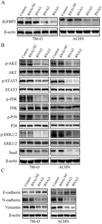 Int J Biol Sci Image