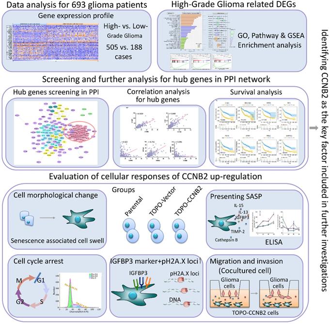 Int J Biol Sci Image