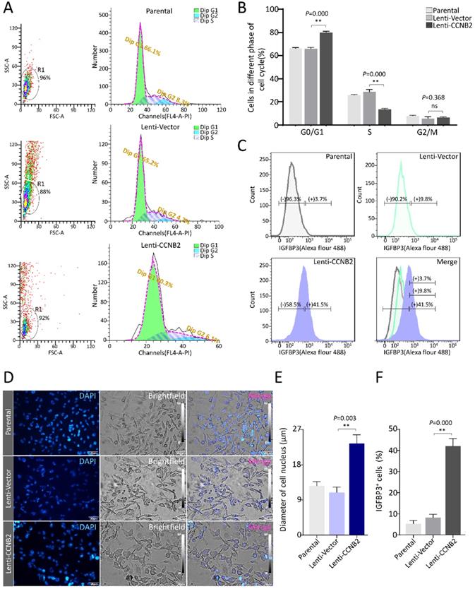 Int J Biol Sci Image