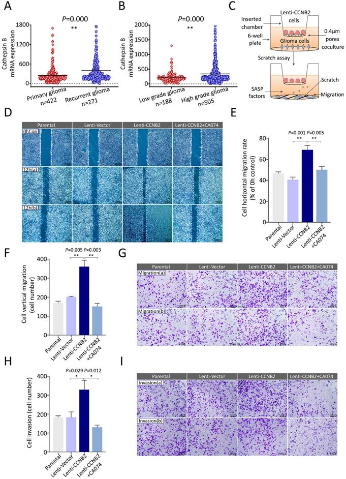 Int J Biol Sci Image