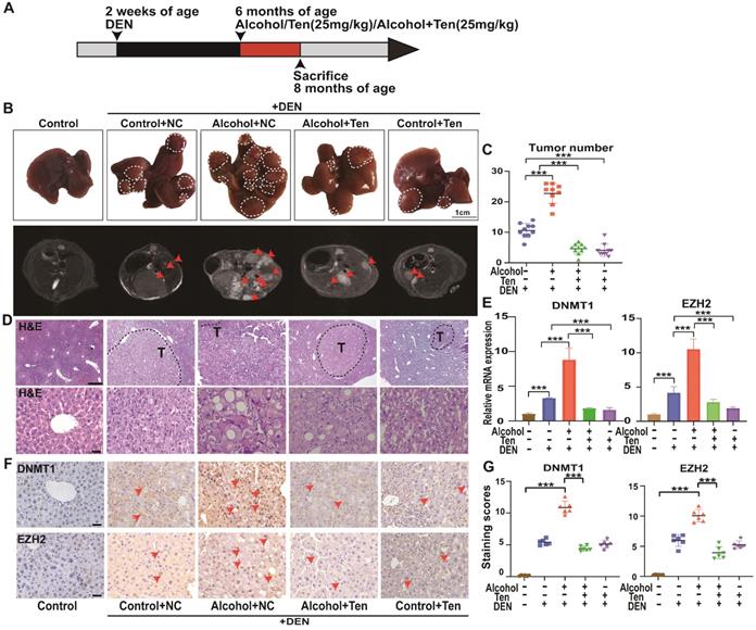 Int J Biol Sci Image