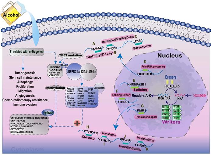 Int J Biol Sci Image