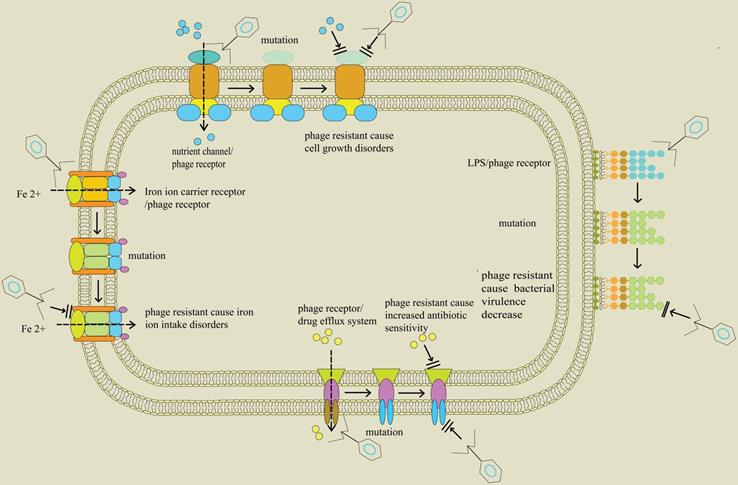 Int J Biol Sci Image