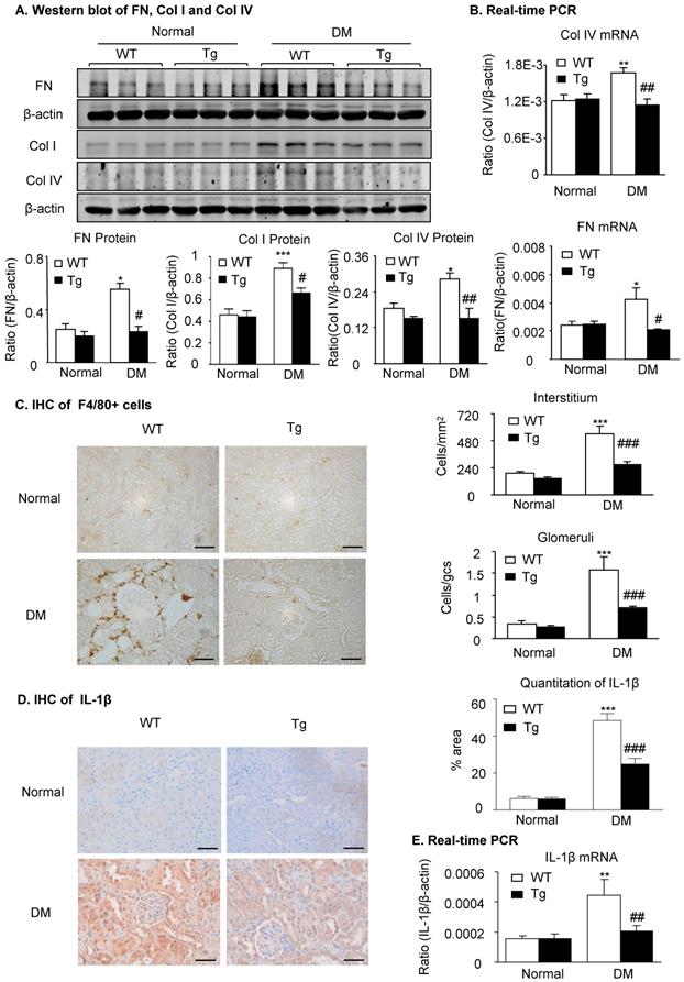 Int J Biol Sci Image