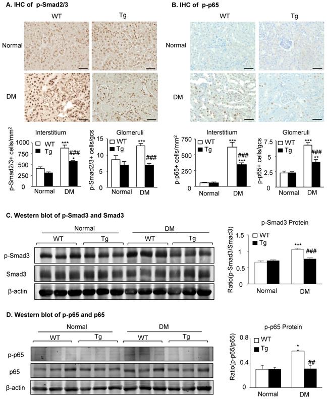 Int J Biol Sci Image