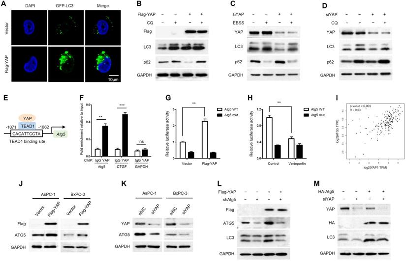 Int J Biol Sci Image