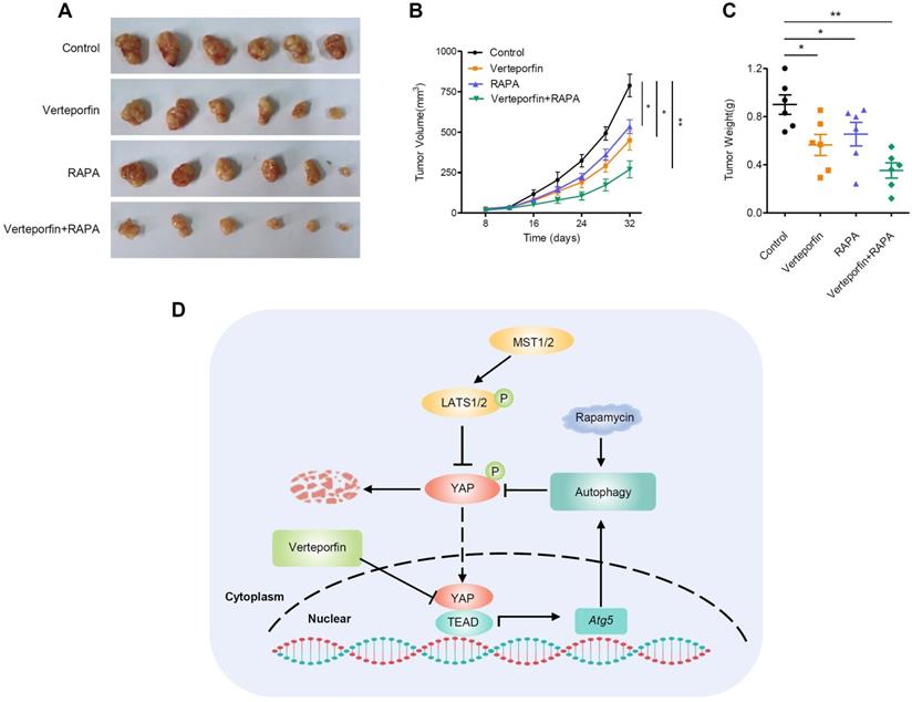 Int J Biol Sci Image