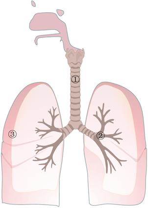 Int J Biol Sci Image