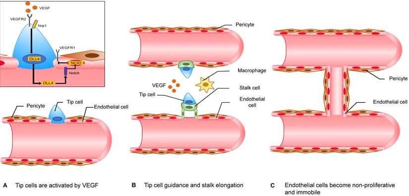 Int J Biol Sci Image