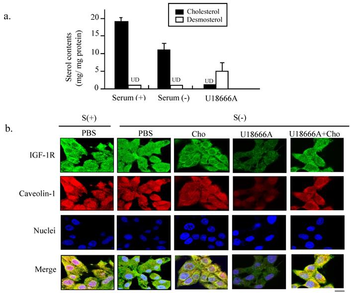 Int J Biol Sci Image