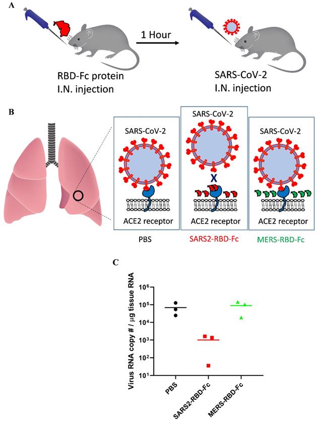 Int J Biol Sci Image