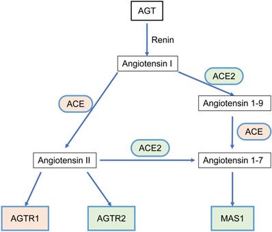 Int J Biol Sci Image