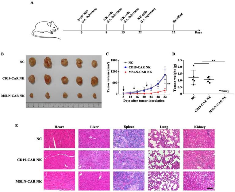 Int J Biol Sci Image