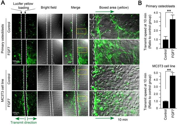 Int J Biol Sci Image