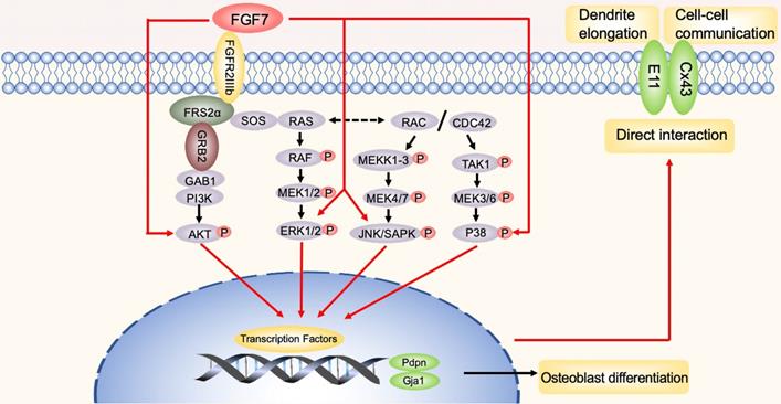 Int J Biol Sci Image