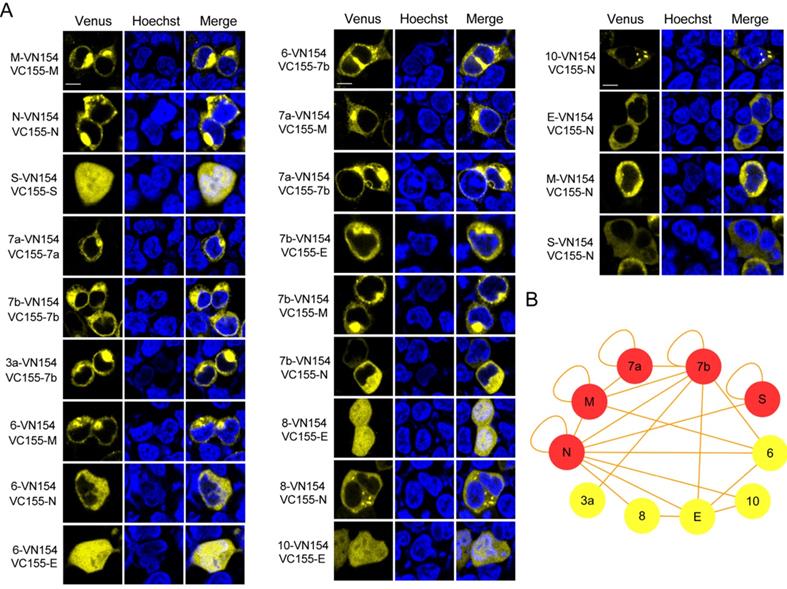 Int J Biol Sci Image