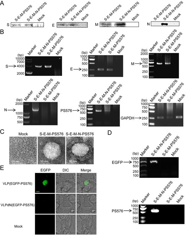 Int J Biol Sci Image