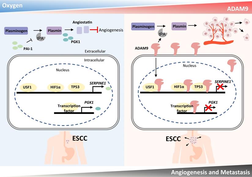 Int J Biol Sci Image