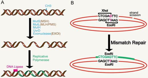 Int J Biol Sci Image