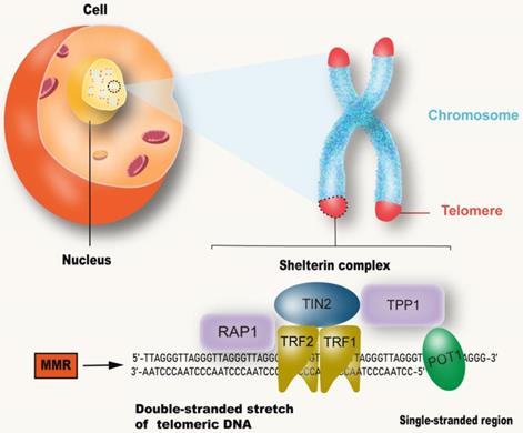 Int J Biol Sci Image