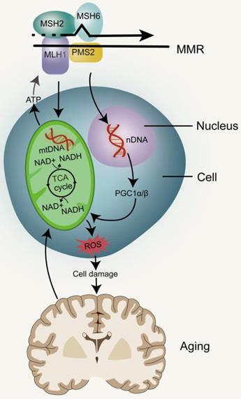 Int J Biol Sci Image