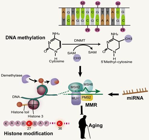 Int J Biol Sci Image