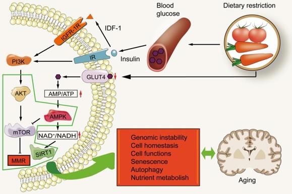 Int J Biol Sci Image