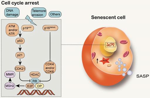 Int J Biol Sci Image