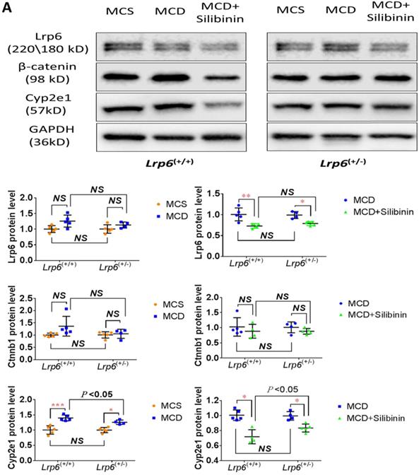 Int J Biol Sci Image