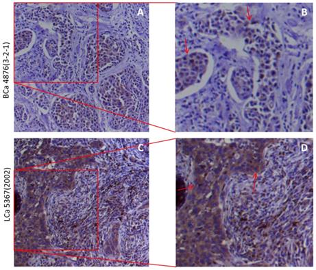 Int J Biol Sci Image